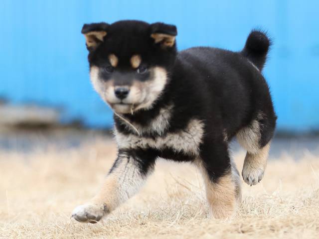 AI5I8078-puppy AI5I8078-puppy