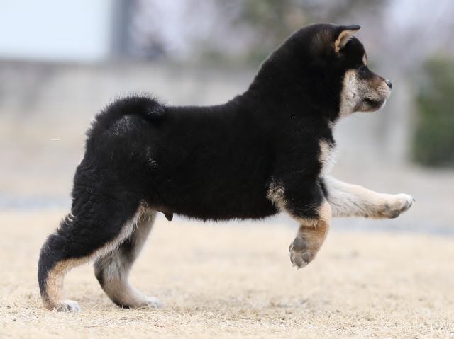 AI5I8159-puppy AI5I8159-puppy