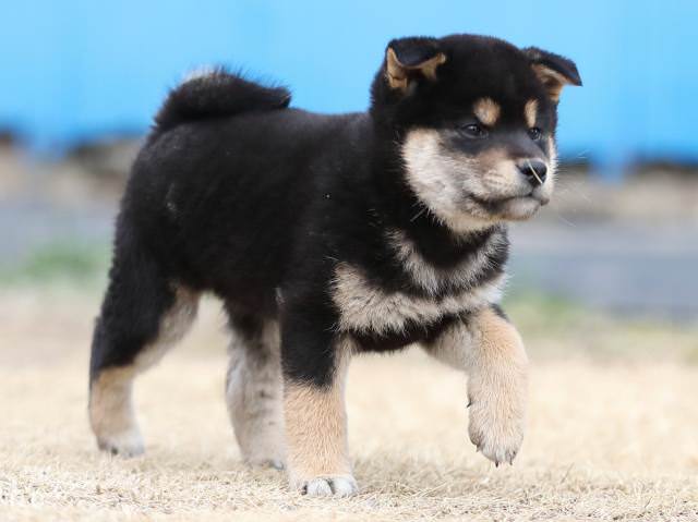 AI5I8161-puppy AI5I8161-puppy
