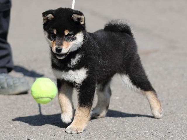 AI5I5405-puppy AI5I5405-puppy