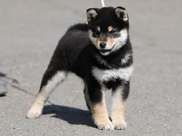 AI5I5418-puppy AI5I5418-puppy