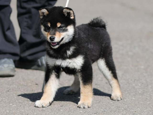 AI5I5435-puppy AI5I5435-puppy