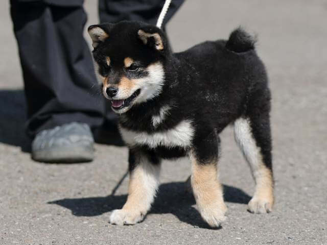 AI5I5441-puppy AI5I5441-puppy