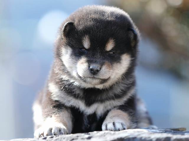 AI5I5513-puppy AI5I5513-puppy