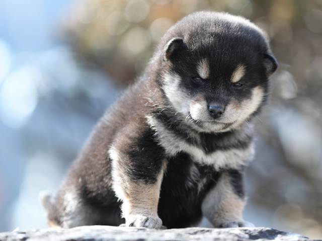 AI5I5526-puppy AI5I5526-puppy