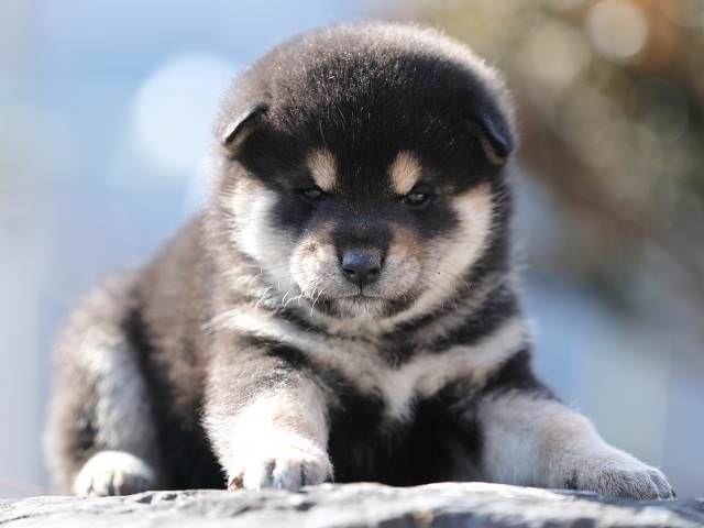 AI5I5535-puppy AI5I5535-puppy