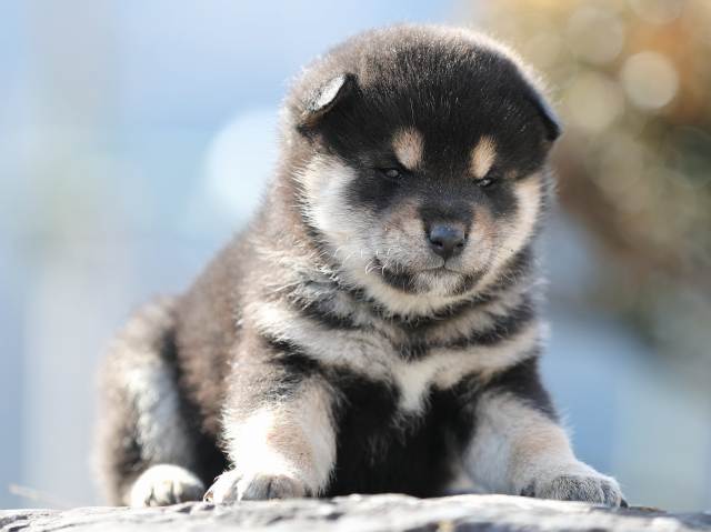 AI5I5572-puppy AI5I5572-puppy