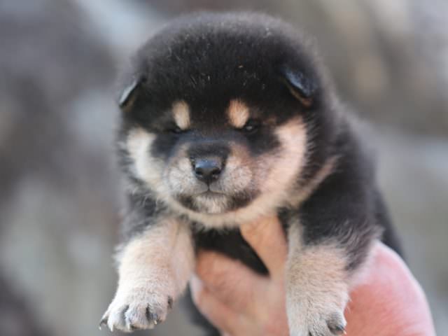 AI5I5581-puppy AI5I5581-puppy