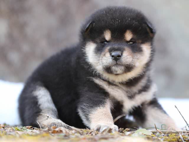 AI5I5597-puppy AI5I5597-puppy