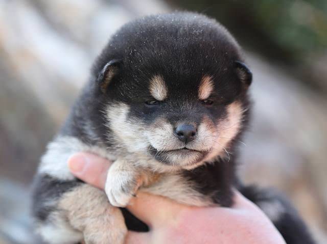 AI5I5605-puppy AI5I5605-puppy