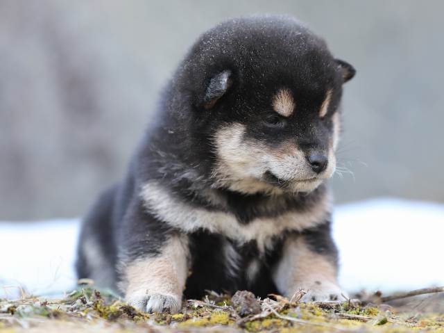 AI5I5614-puppy AI5I5614-puppy