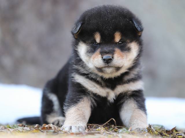AI5I5681-puppy AI5I5681-puppy