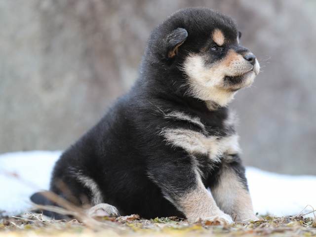 AI5I5687-puppy AI5I5687-puppy
