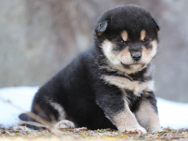 AI5I5696-puppy AI5I5696-puppy
