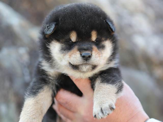 AI5I5701-puppy AI5I5701-puppy