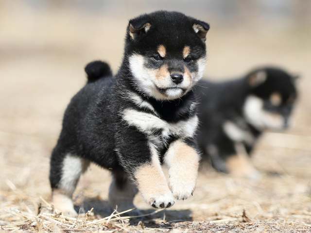 AI5I6410-puppy AI5I6410-puppy