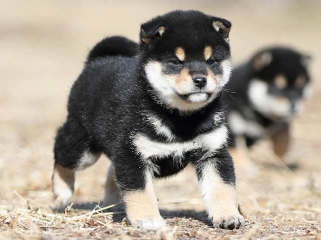 AI5I6411-puppy AI5I6411-puppy