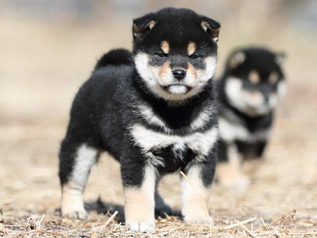 AI5I6422-puppy AI5I6422-puppy