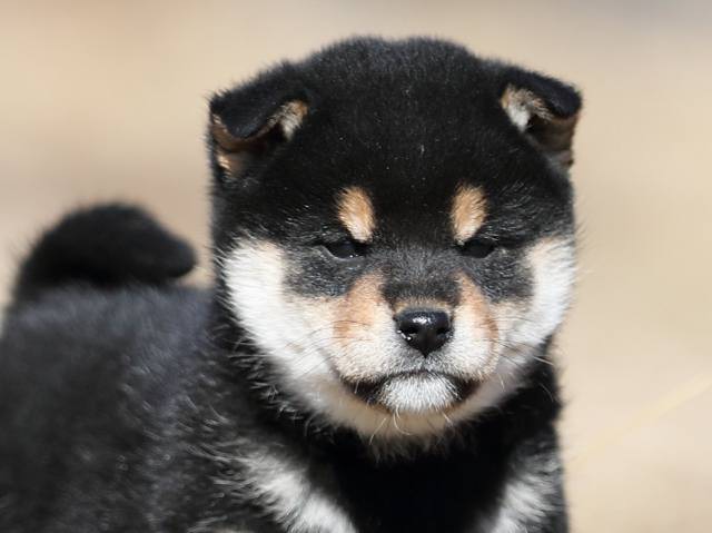 AI5I6445-puppy AI5I6445-puppy