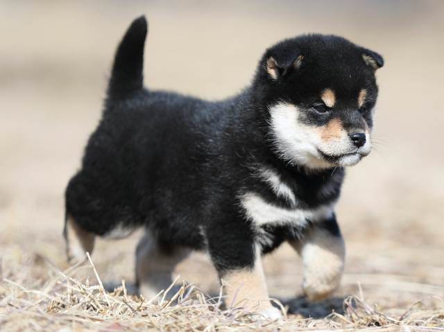 AI5I6461-puppy AI5I6461-puppy