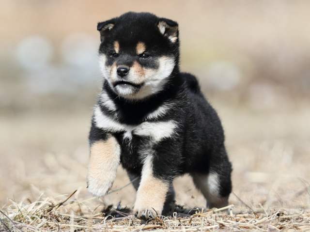 AI5I6548-puppy AI5I6548-puppy