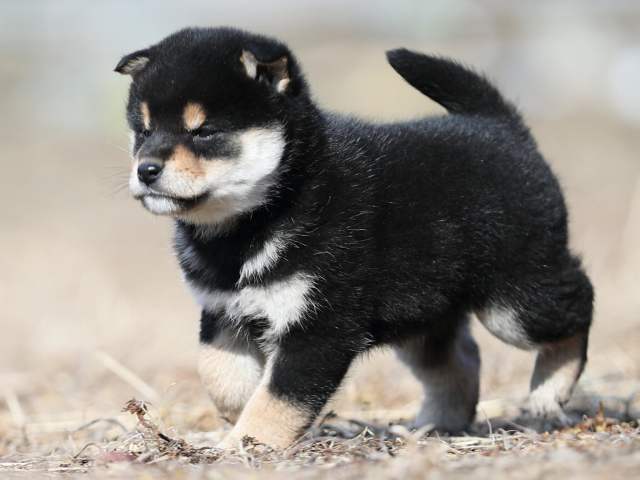 AI5I6576-puppy AI5I6576-puppy