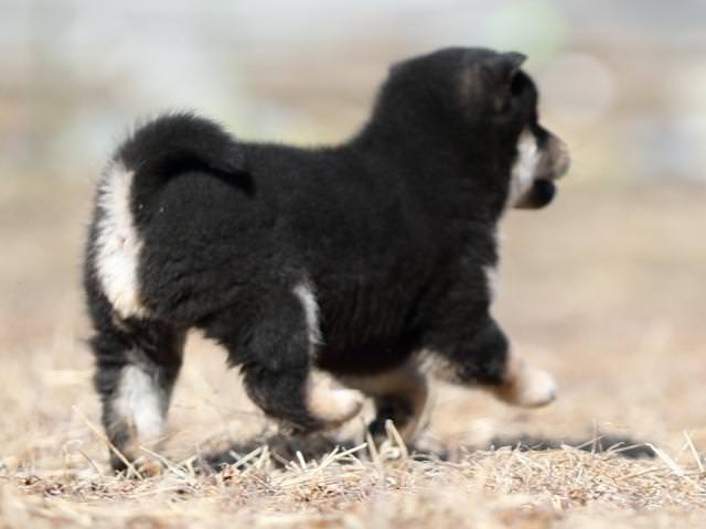 AI5I6714-puppy AI5I6714-puppy