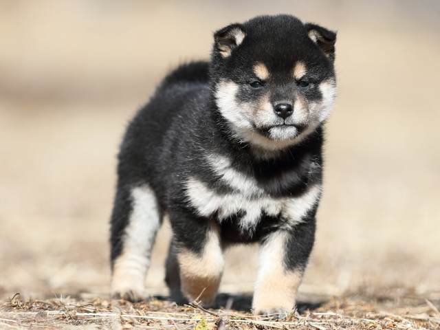 AI5I6820-puppy AI5I6820-puppy