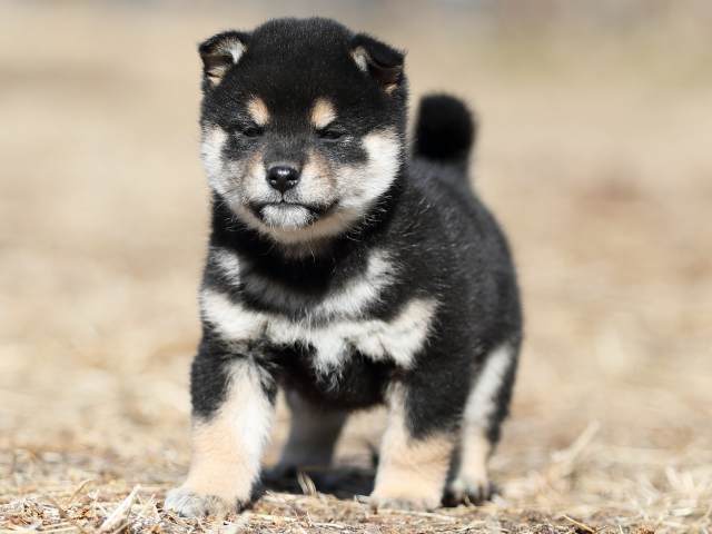 AI5I6833-puppy AI5I6833-puppy