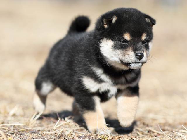AI5I6853-puppy AI5I6853-puppy