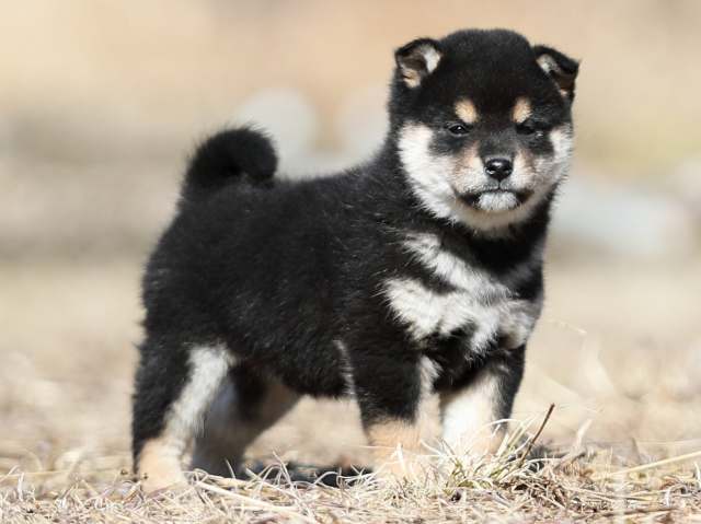 AI5I6886-puppy AI5I6886-puppy
