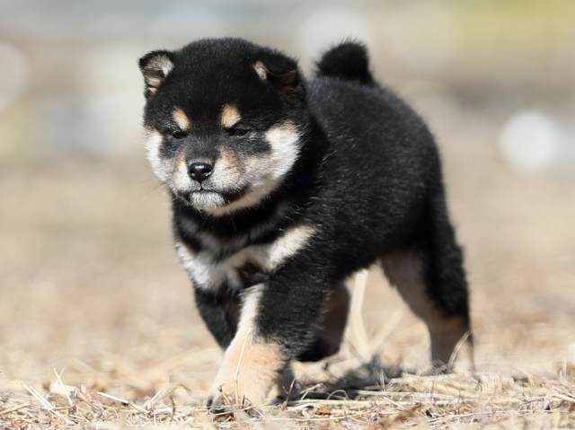AI5I6910-puppy AI5I6910-puppy