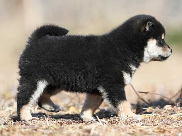 AI5I6925-puppy AI5I6925-puppy
