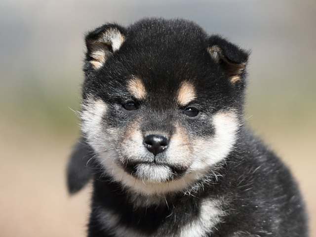 AI5I6953-puppy AI5I6953-puppy