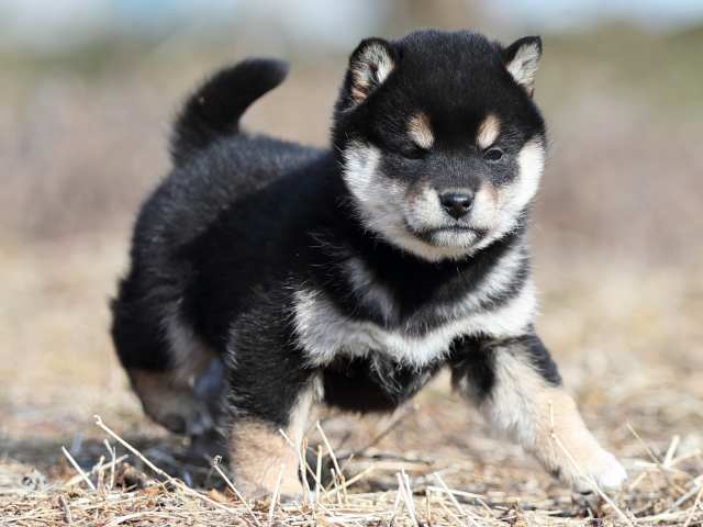 AI5I7158-puppy AI5I7158-puppy