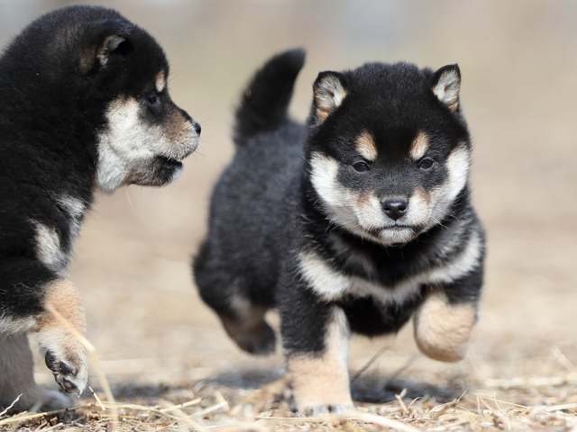 AI5I7172-puppy AI5I7172-puppy