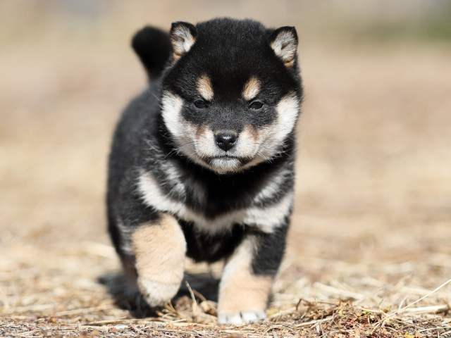 AI5I7229-puppy AI5I7229-puppy