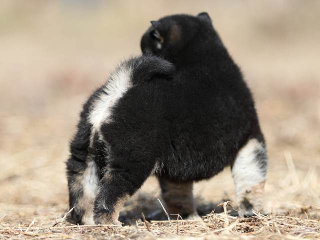 AI5I7250-puppy AI5I7250-puppy
