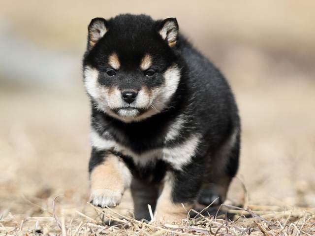 AI5I7269-puppy AI5I7269-puppy