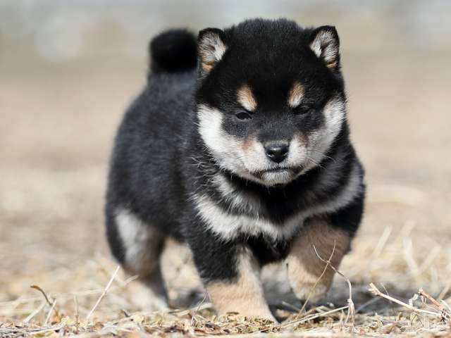 AI5I7311-puppy AI5I7311-puppy