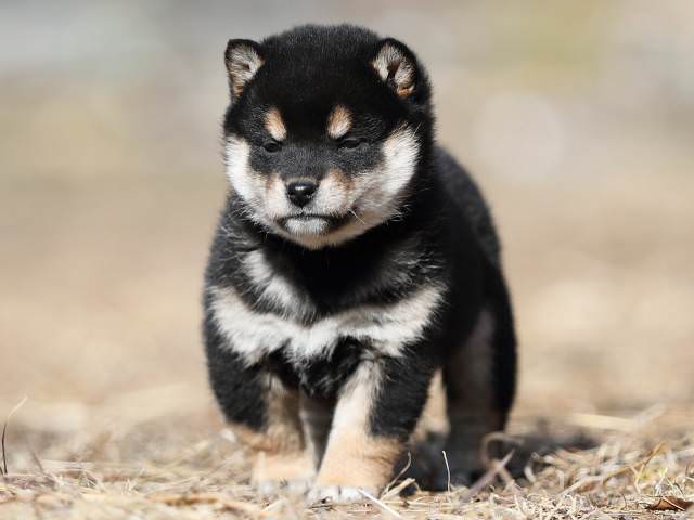 AI5I7382-puppy AI5I7382-puppy