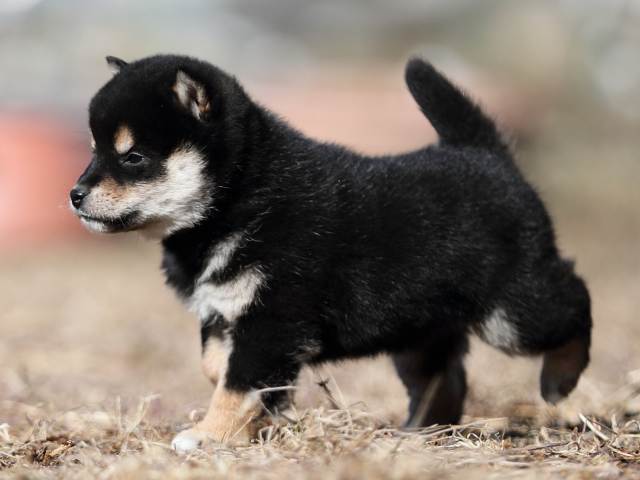 AI5I7498-puppy AI5I7498-puppy