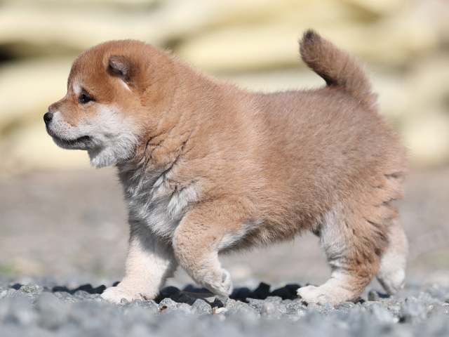 AI5I7533-puppy AI5I7533-puppy