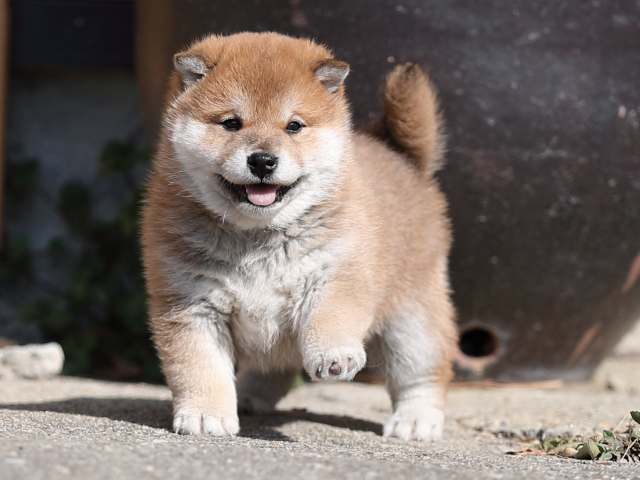 AI5I7552-puppy AI5I7552-puppy
