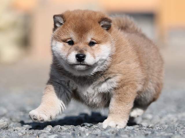 AI5I7658-puppy AI5I7658-puppy