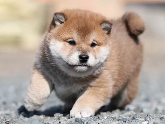 AI5I7661-puppy AI5I7661-puppy
