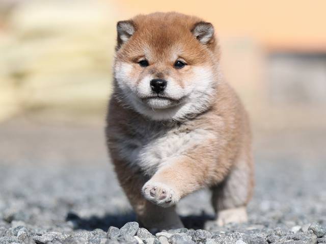 AI5I7665-puppy AI5I7665-puppy