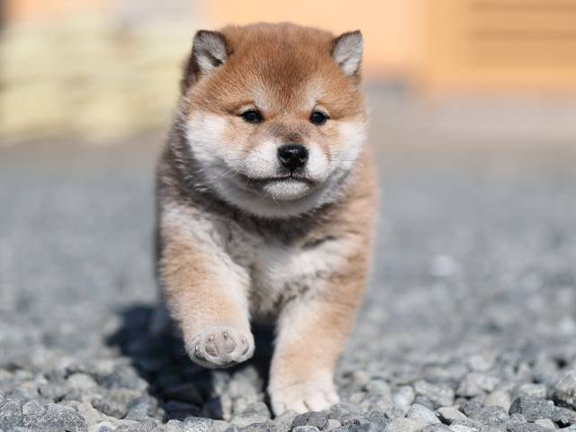 AI5I7679-puppy AI5I7679-puppy