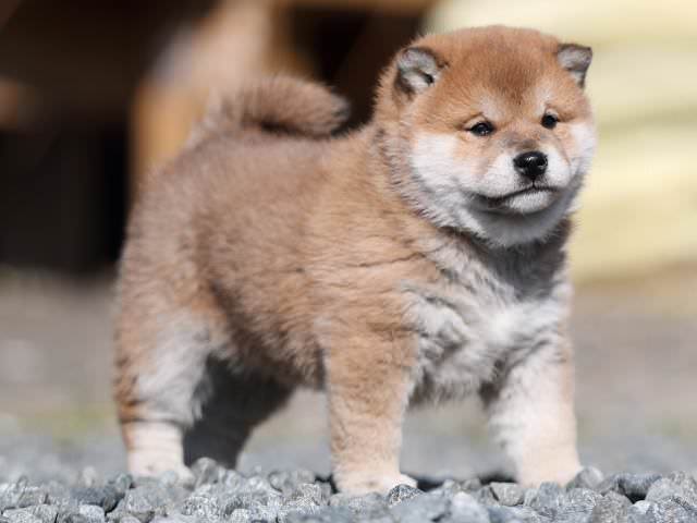 AI5I7779-puppy AI5I7779-puppy
