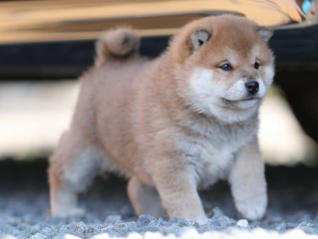 AI5I7807-puppy AI5I7807-puppy
